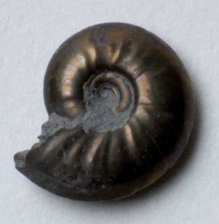 tiny ammonite